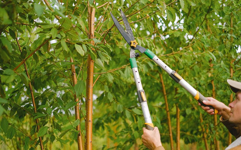Tree trimming in Underwood, ND