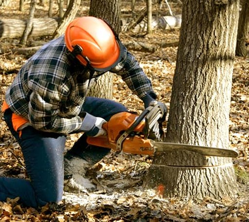 Tree Removal in Underwood, ND